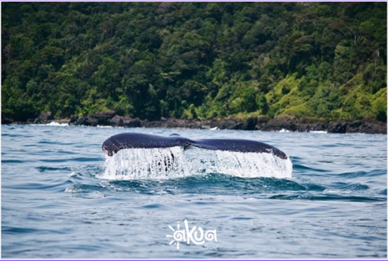 TOUR AVISTAMIENTO DE BALLENAS