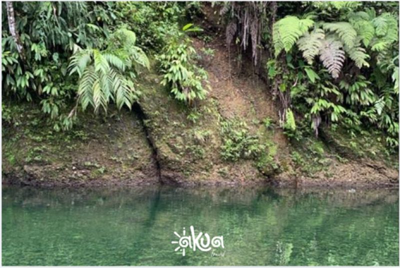 TOUR RESERVA NATURAL EL DANUBIO DESDE EL DANUBIO 
