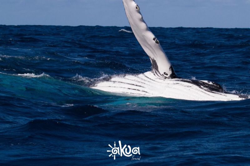 PLAN PRIVADO AVISTAMIENTO DE BALLENAS - 3D2N PRIVADO COSMOS - 10 PAX
