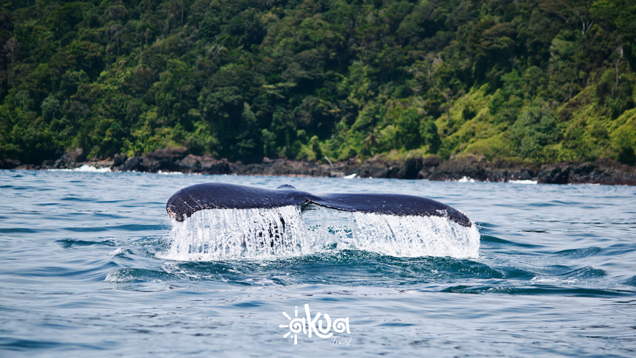CASCADAS Y BALLENAS - PACÍFICO HOSTEL 4D3N