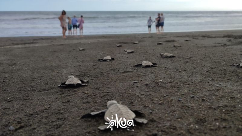 ALMEJAL TORTUGAS 4D3N