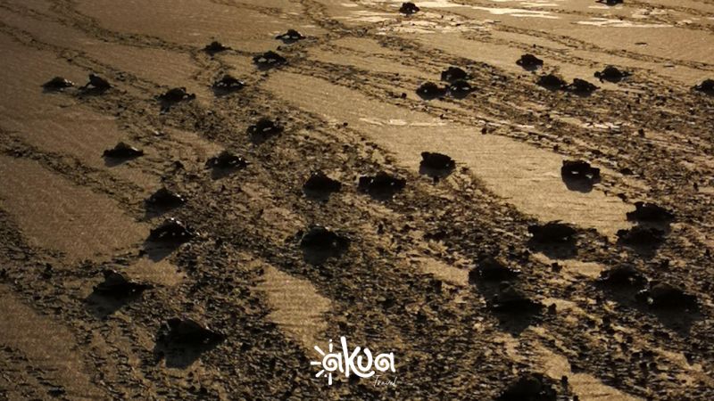 PLAYA DE ORO - PLAN TORTUGAS 4D3N
