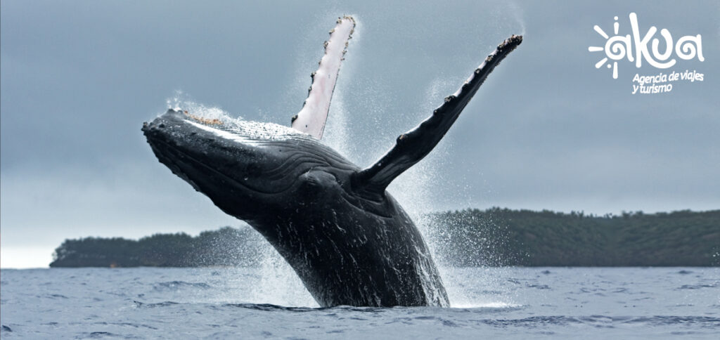 ballenas akua