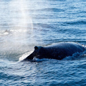 avistamiento de ballenas bahia solano