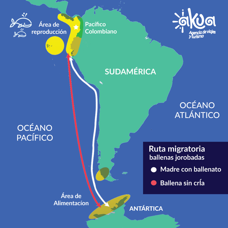 mapa-migratorio-ballenas-suramerica